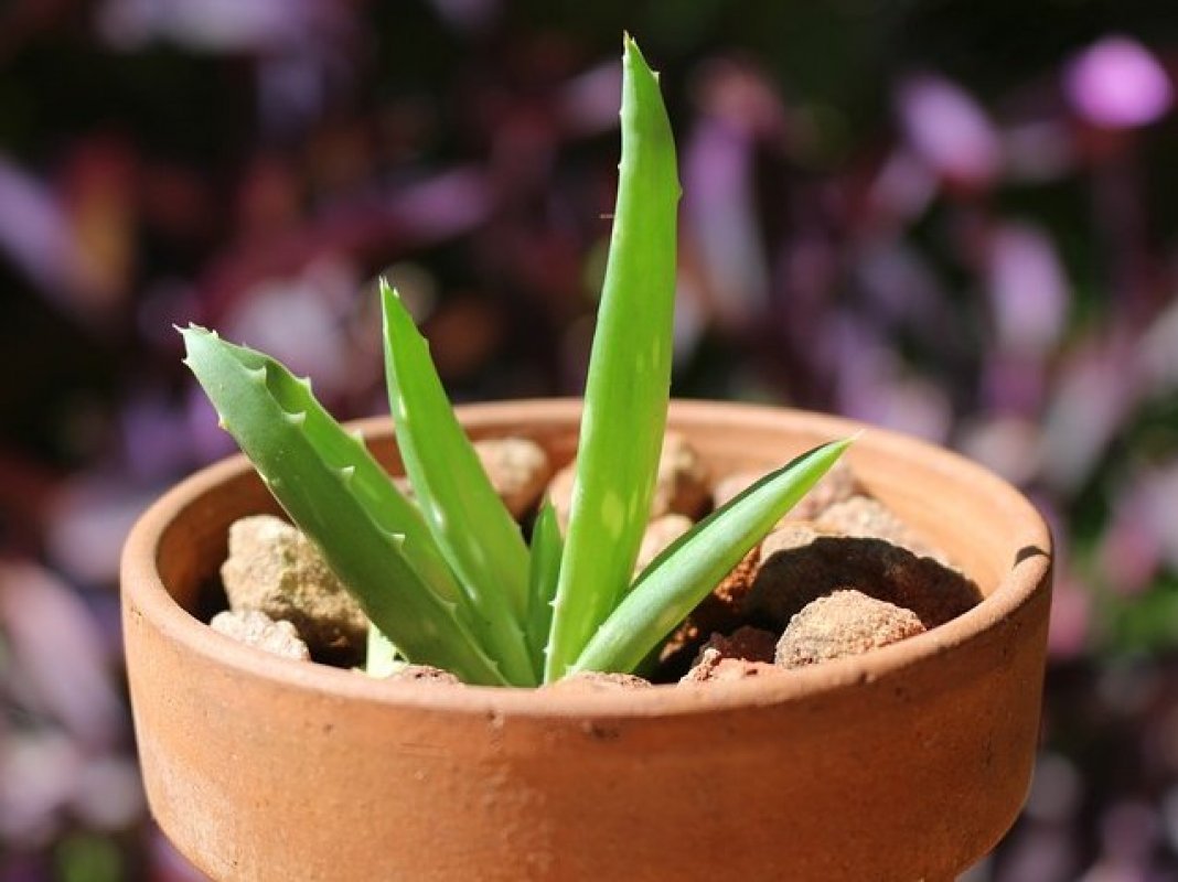 aloe vera presadzanie 