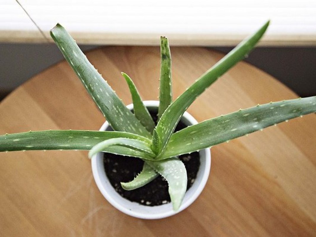 aloe vera starostlivosť