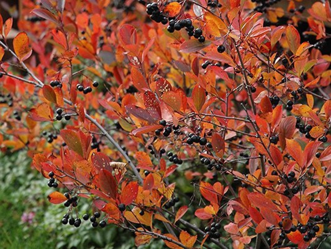 aronia zivy plot 