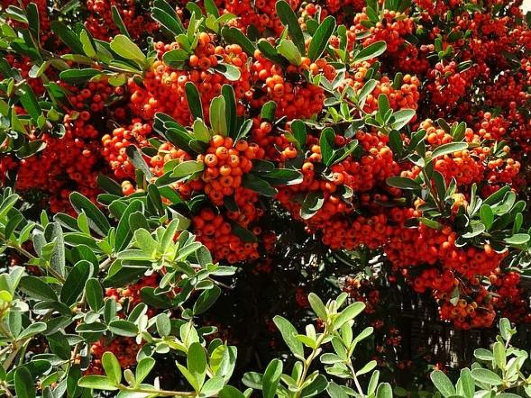 stálozelené kry s čevenými bobuľami