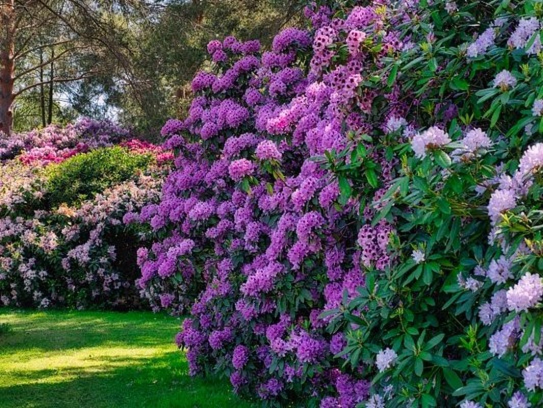 kvitnúce neopadavé kry