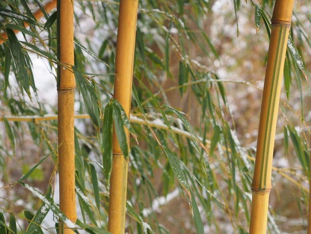 bambus v zime