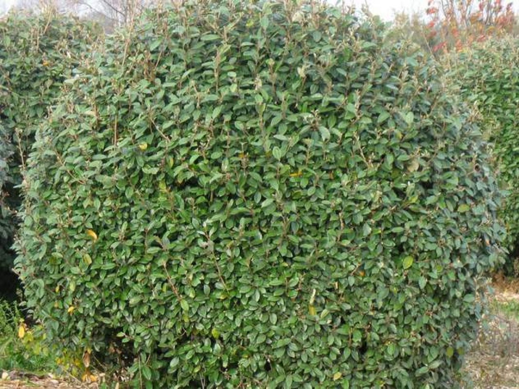 tvarované vždyzelené kríky