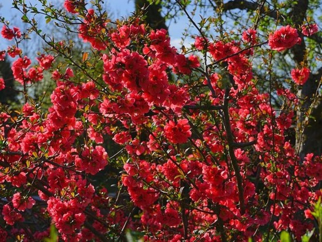 okrasné krík s červenými kvetmi