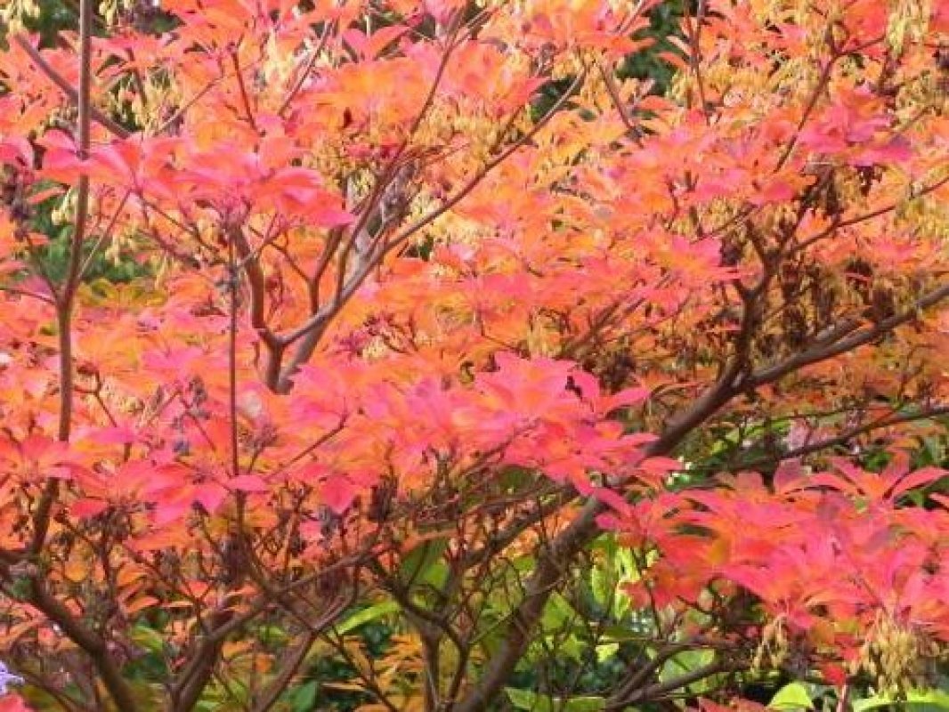 okrasný ker s jesennými farbami