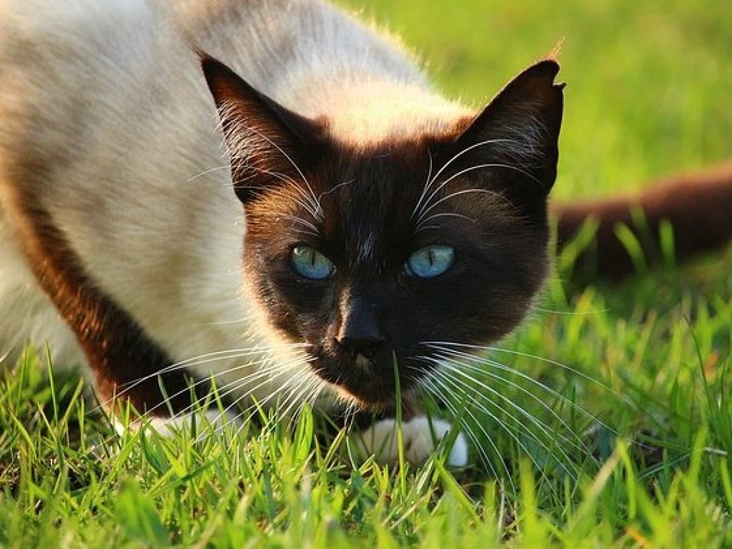 siamské mačky temperament
