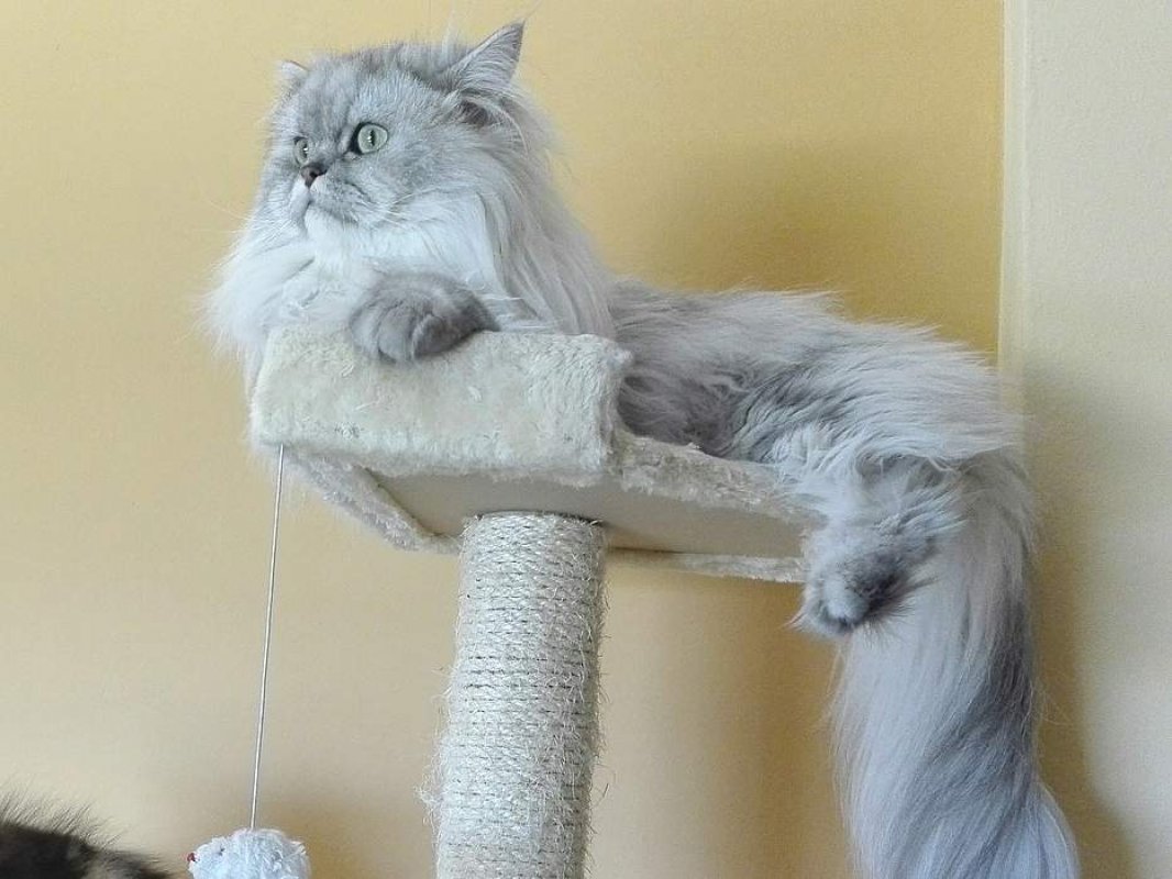 dlhosrstá perzská mačka