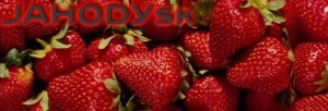 Jahodysk