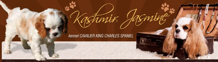 Kashmir Jasmine - Chovateľská stanica Cavalier King charles Spaniel