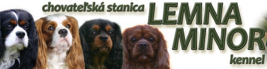 Lemna Minor - Chovateľská stanica Cavalier King charles Spaniel