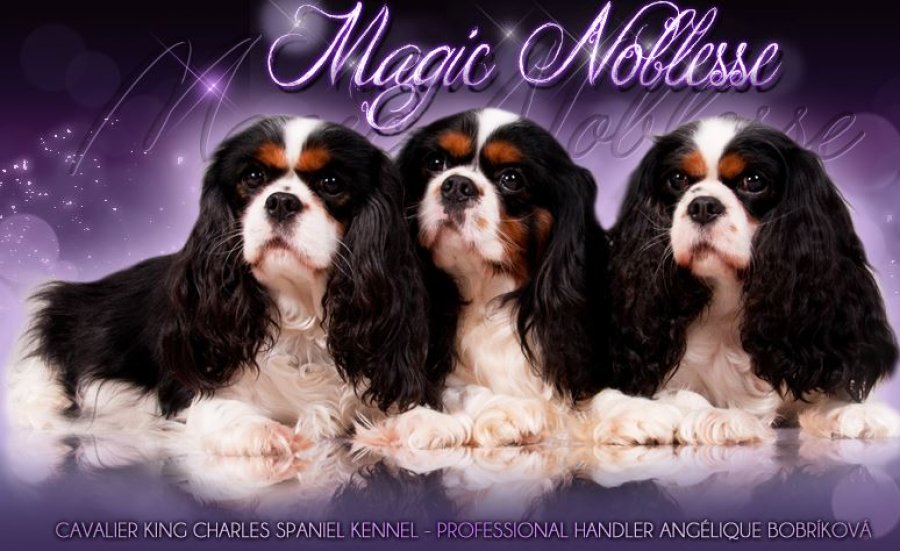 Magic Noblesse - Chovateľská stanica Cavalier King charles Spaniel