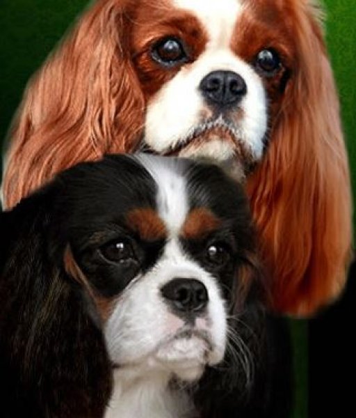 Vanmar Majesty - Chovateľská stanica Cavalier King charles Spaniel