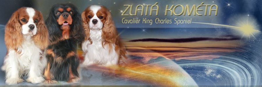 Zlatá kométa - Chovateľská stanica Cavalier King charles Spaniel