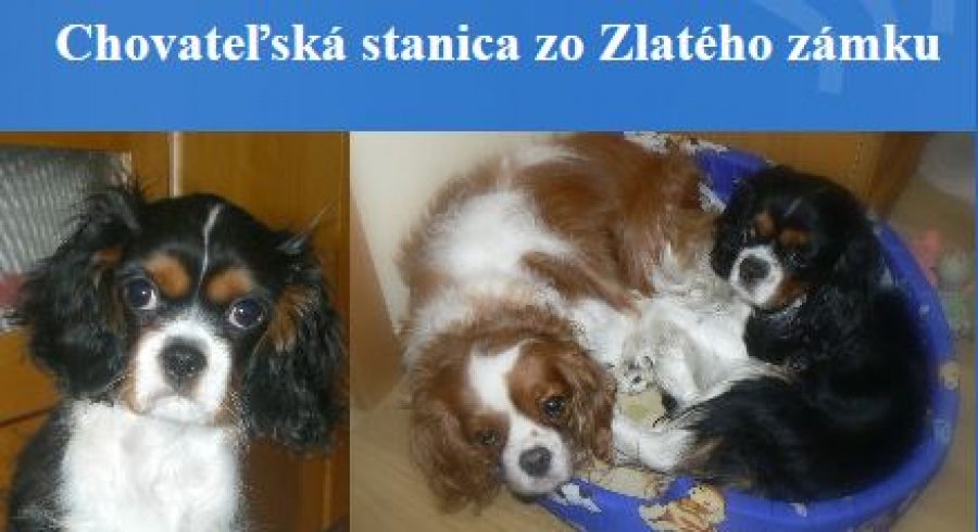 Zo Zlatého zámku - Chovateľská stanica Cavalier King charles Spaniel