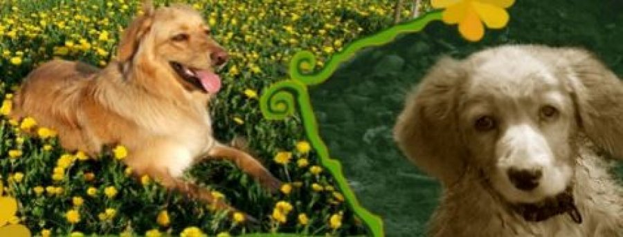 Zunna - chovateľská stanica - hovawart