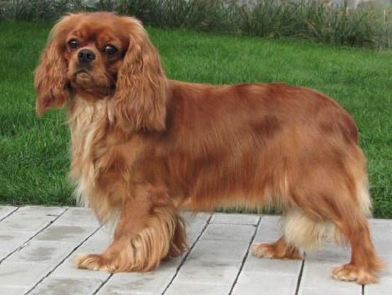 Biely démon - Chovateľská stanica Cavalier King charles Spaniel