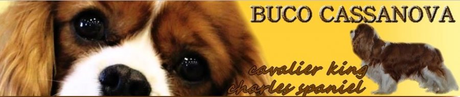 Buco Cassanova - Chovateľská stanica Cavalier King charles Spaniel
