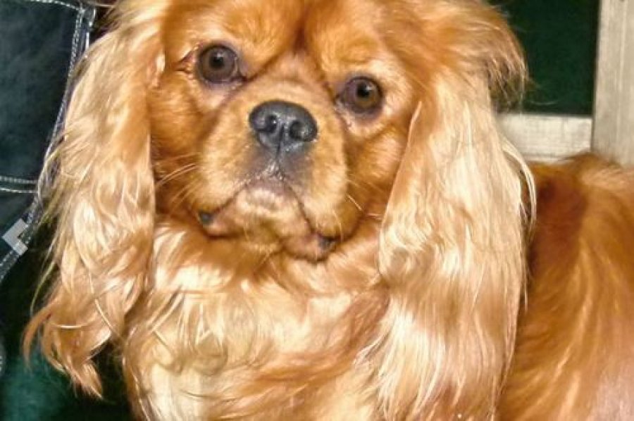 Chilli Koliba - Chovateľská stanica Cavalier King charles Spaniel