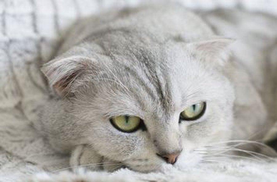 Veterinárna ambulancia pre malé zvieratá - MVDr. Jana Reptová