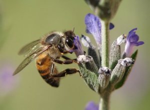 Včelárstvo Dorák – Doráková