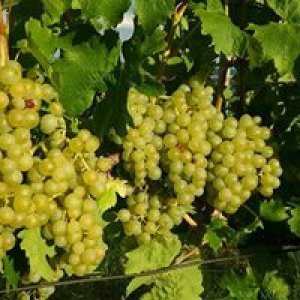 Víno Zeliska - Vinárstvo