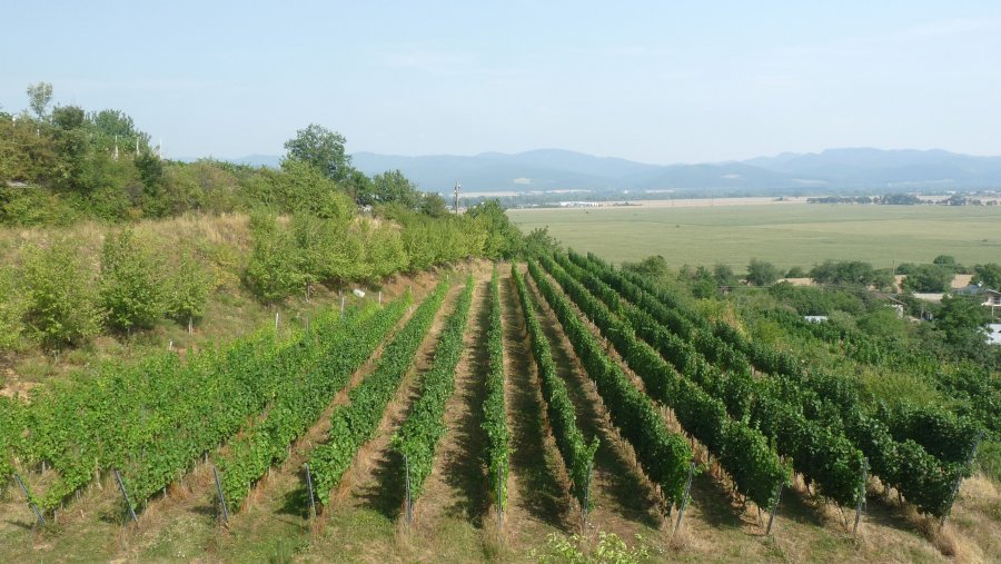 VINUM KULT - Vinárstvo