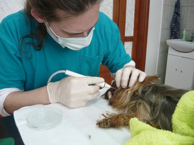 Veterinárna ambulancia Kysucké Nové Mesto - MVDr. Michal Zalaš