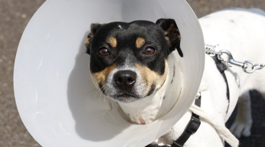 VetLINE veterinárna klinika