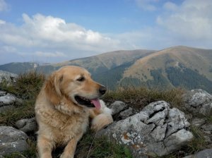 Veterinárna Ambulancia - MVDr.Vinceková Zdenka,  MVDr. Vincek Filip