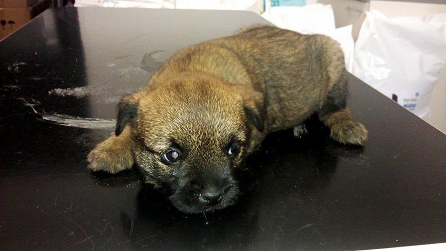 MVDr. Andrej Vajzer - Veterinárna ambulancia