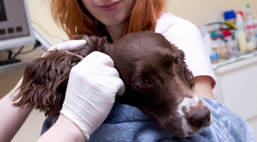 VetLINE veterinárna klinika