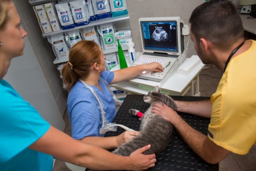 Medivet - Veterinárna ambulancia