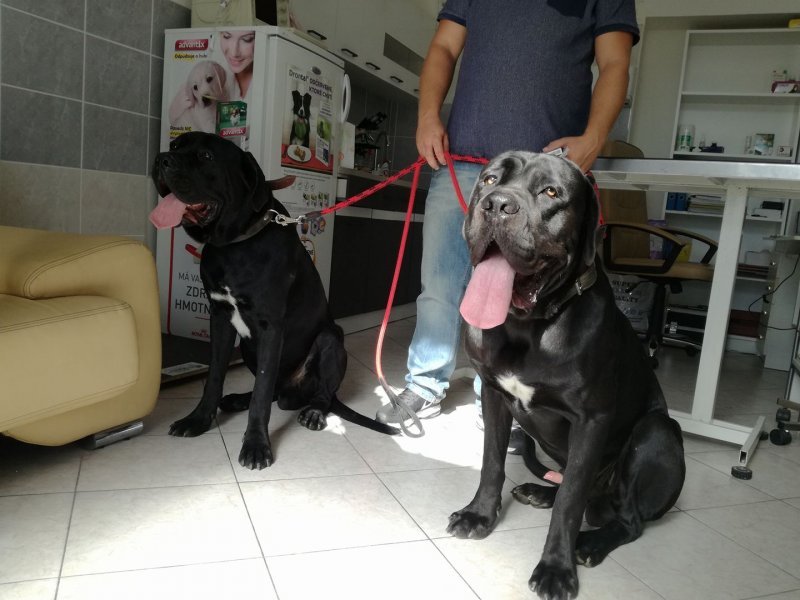 MVDr. Zoltán Šukola Veterinárna ošetrovňa