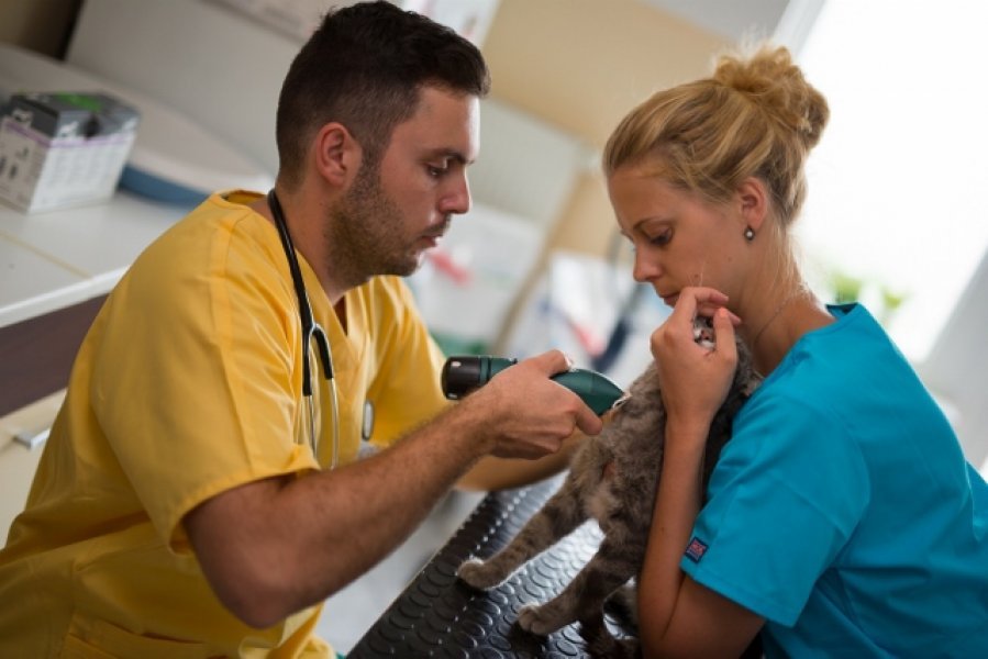 Medivet - Veterinárna ambulancia