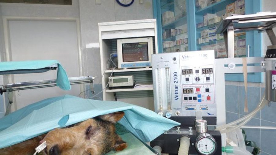 CASSOVET - Veterinárna klinika Košice