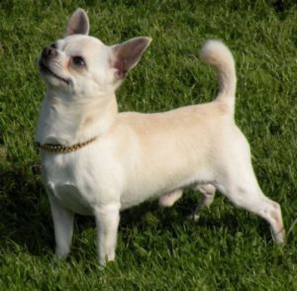 Darksan kennel Chovná stanica čivava