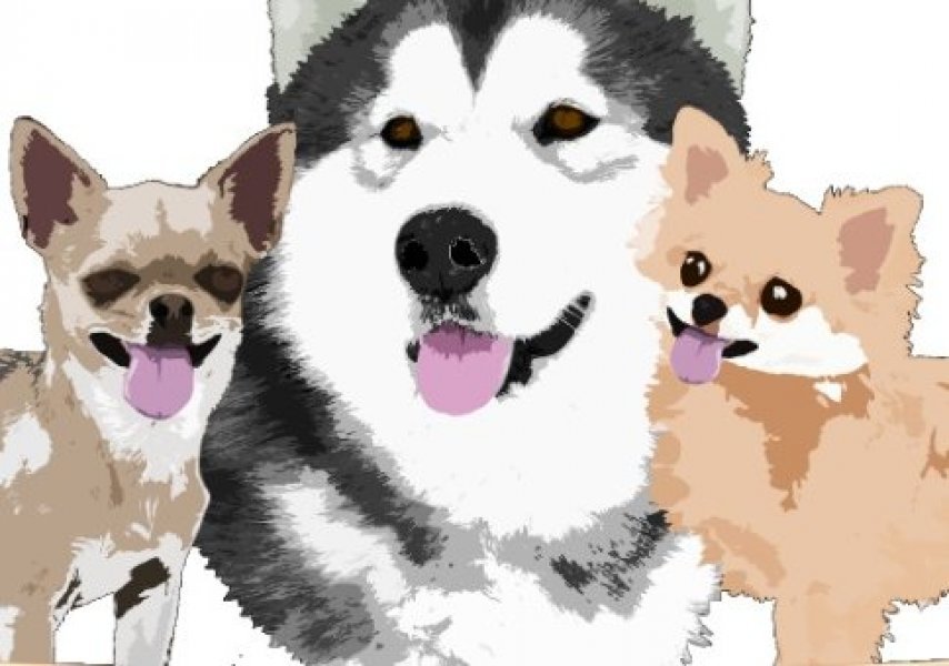 Bellissima Cane Chovateľská stanica aljašských malamutov