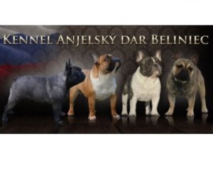 kennel Anjelský dar Beliniec chovná stanica francúzsky buldoček