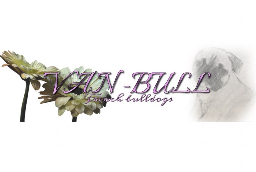 Van-Bull chovná stanica francúzsky buldoček