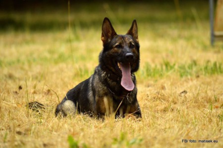 z Arthemilly - chovná stanica nemeckých ovčiakov