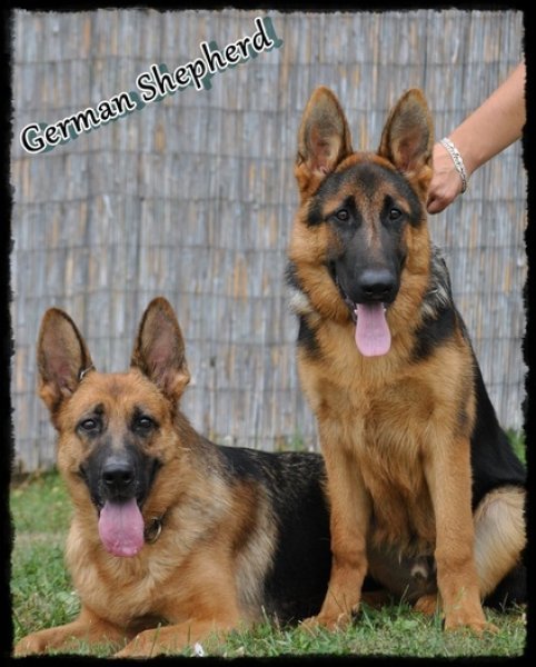 Ludo-žrut - chovná stanica nemeckých ovčiakov