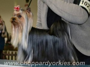 Choppard - chovatelská stanica yorkshire terrier