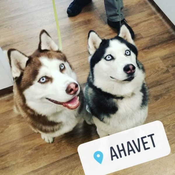 AHAVET, veterinárna klinika