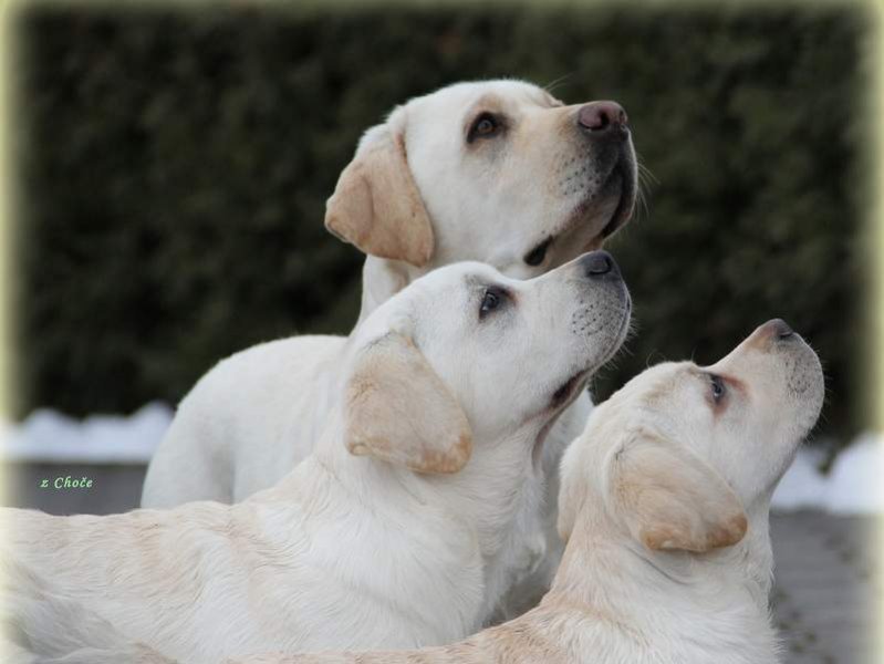 Labrador z Choče - Chovná stanica labradorov