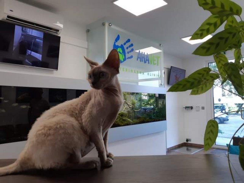 AHAVET, veterinárna klinika