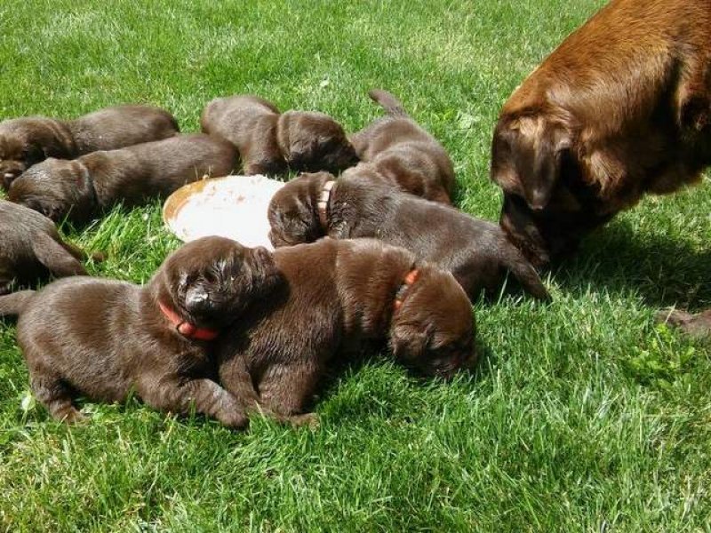 CHOCOLATE BEAUTY LABRADOR - chovateľská stanica labradorov