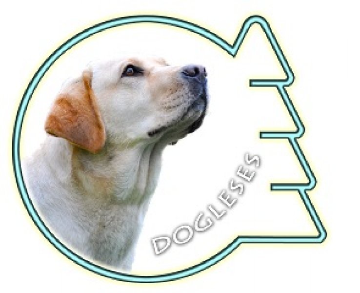 Dogleses - chovná stanica labradorských retrieverov
