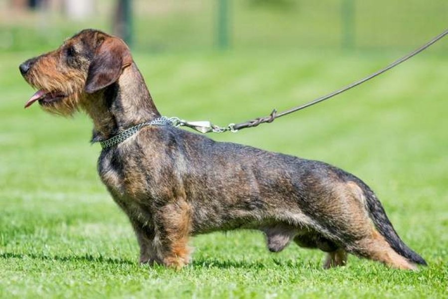 Červený hrun - Chovná stanica hrubosrstých jazvečíkov