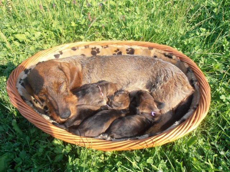 Červený hrun - Chovná stanica hrubosrstých jazvečíkov