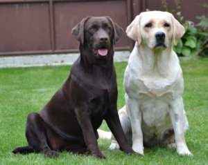 Pod Chosňom - chovateľská stanica labradorov